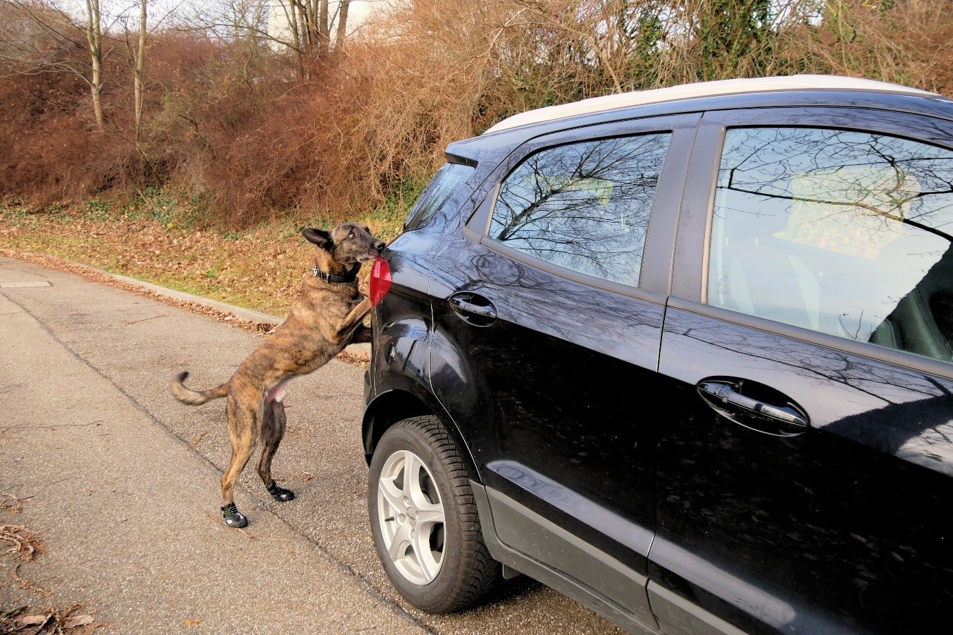 Sprengstoffspürhund beim Training an Fahrzeugen