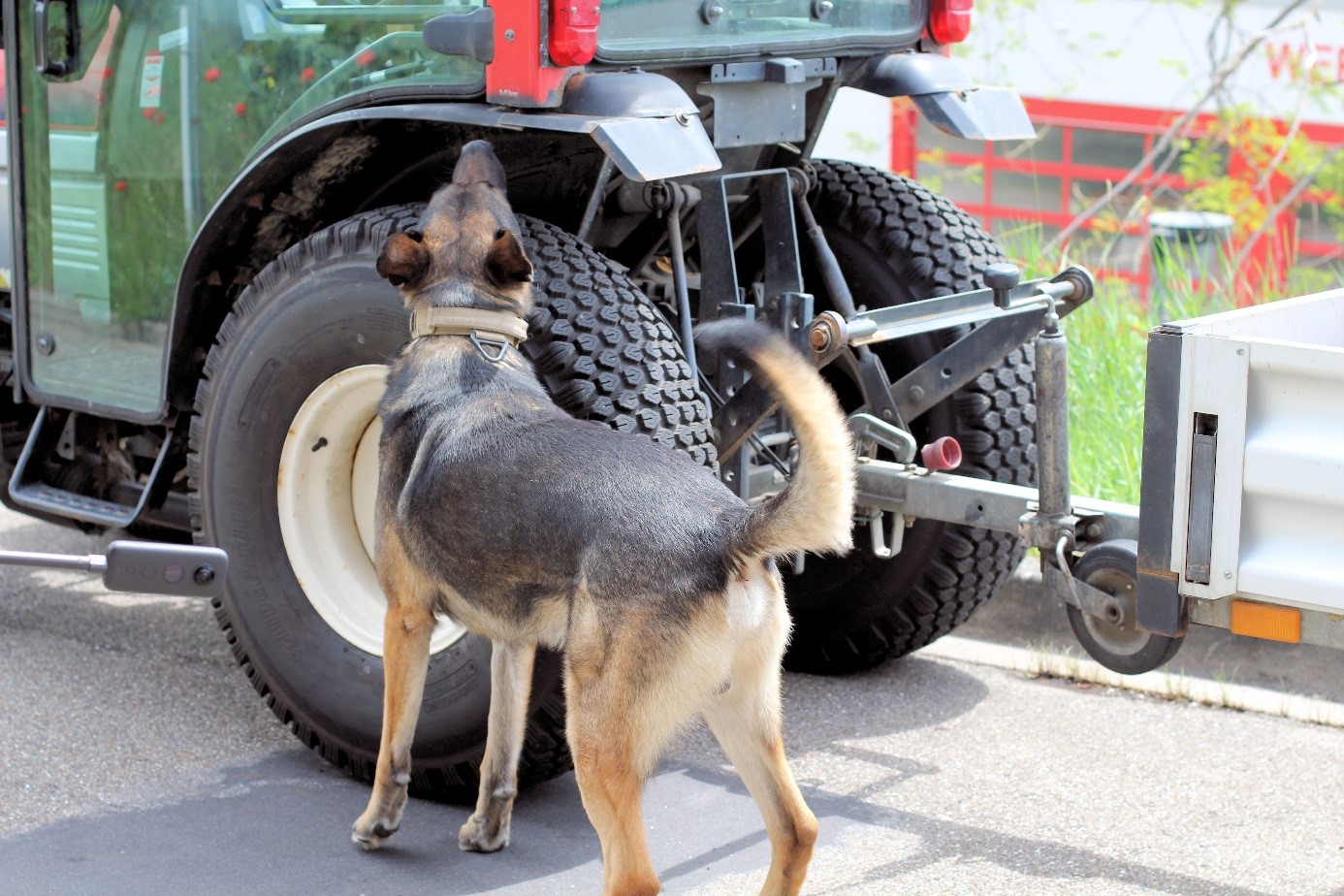 Sprengstoffspürhund beim Training an Fahrzeugen