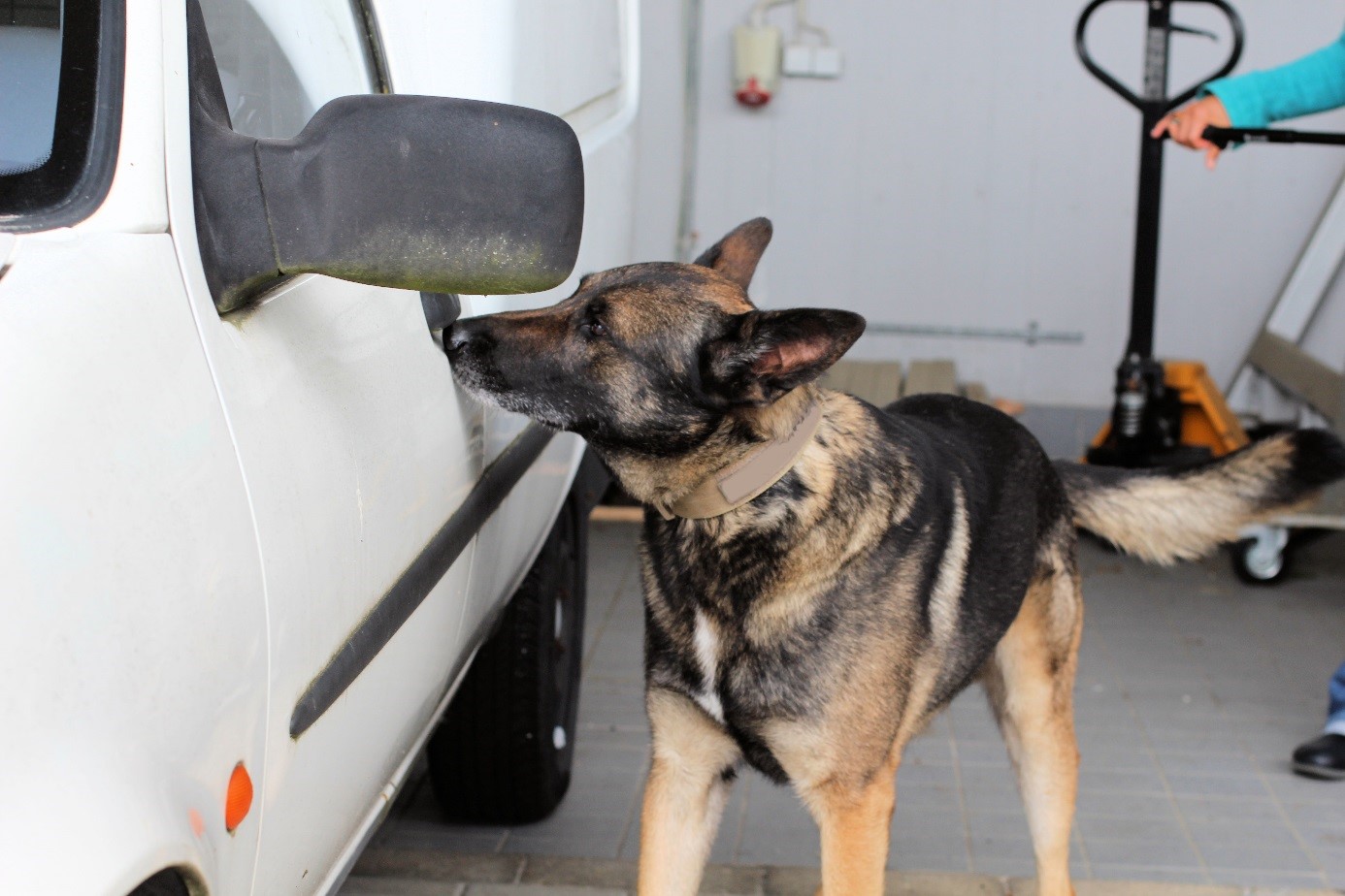 Sprengstoffspürhund beim Training an Fahrzeugen