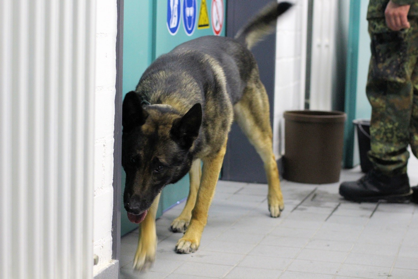Sprengstoffspürhund beim Training in einer Innenraumlage