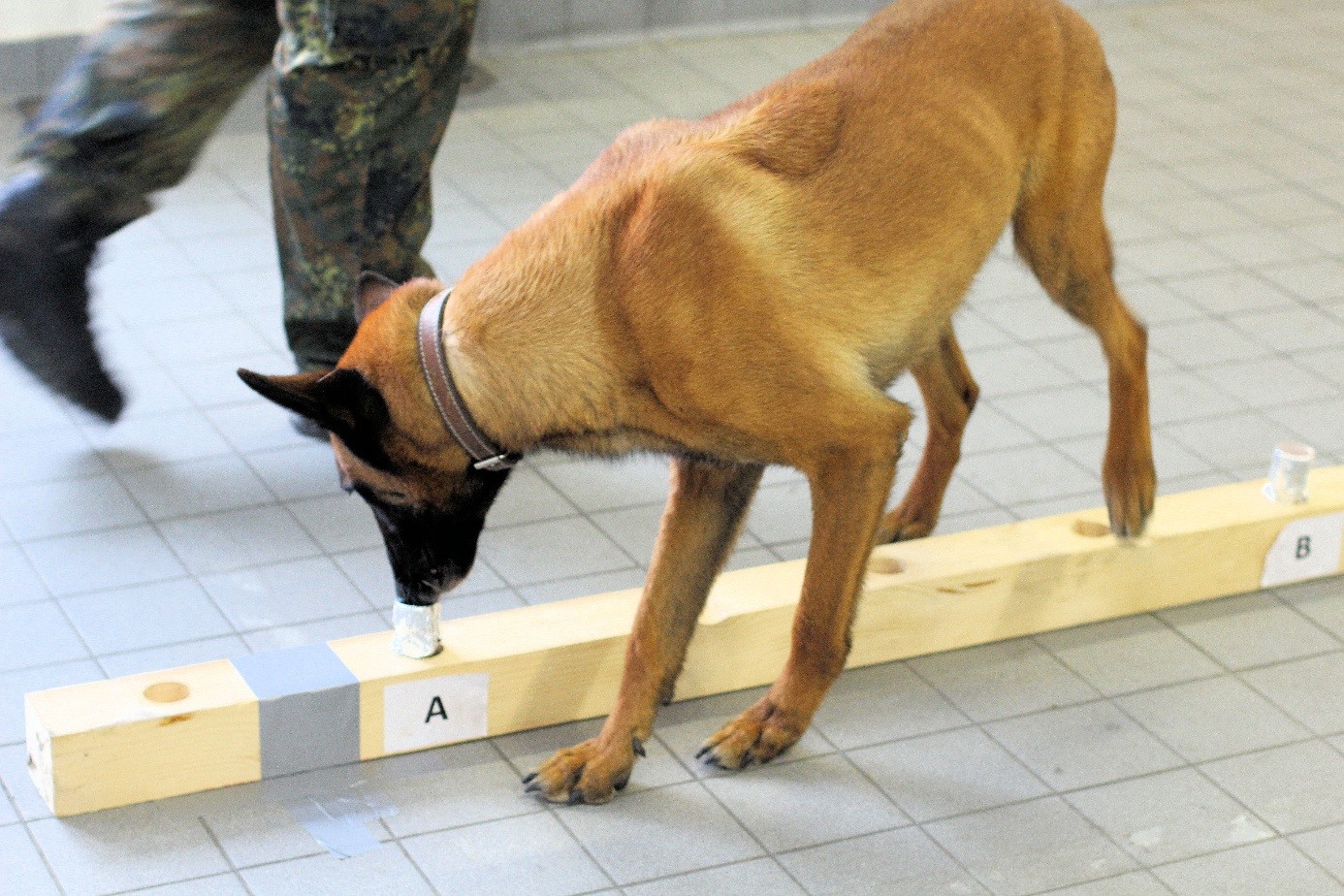 Sprengstoffspürhund beim Training an der Differenzierungsstrecke