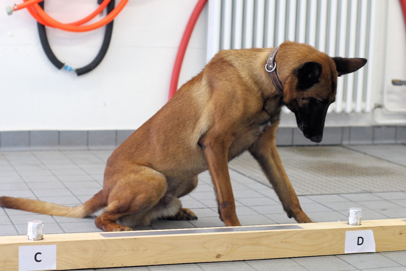 Sprengstoffspürhund beim Training an der Differenzierungsstrecke