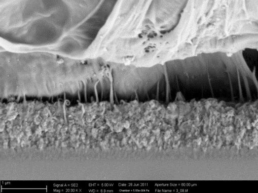 Kohäsiver Bruch des Polymers bei einem Metall-Polymer-Verbund mit nano-poröser Schicht