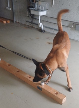 Sprengstoff-Spürhund "Starsky" beim Training am Fraunhofer ICT