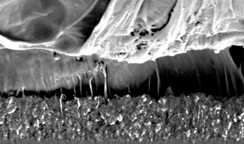 REM-Aufnahme der nanoporösen Haftschicht, die auf Polypropylen aufgebracht ist