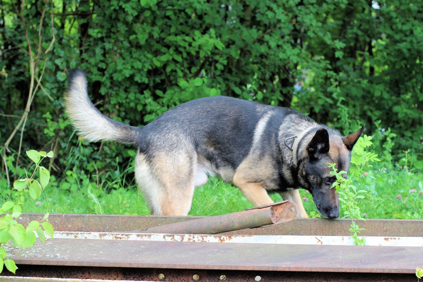 Explosives detection dog training in an outside arena