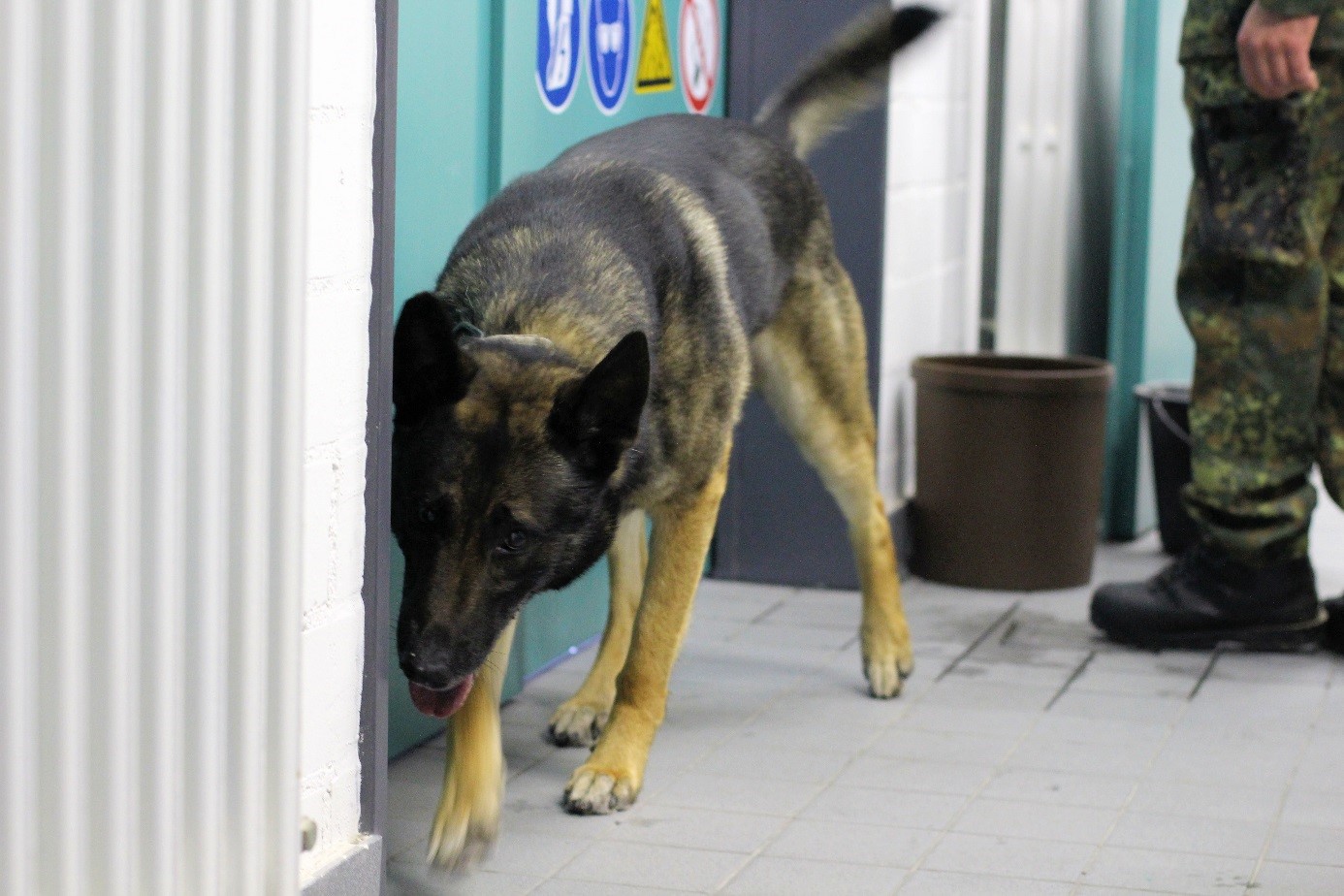 Explosives detection dog training in an outside arena