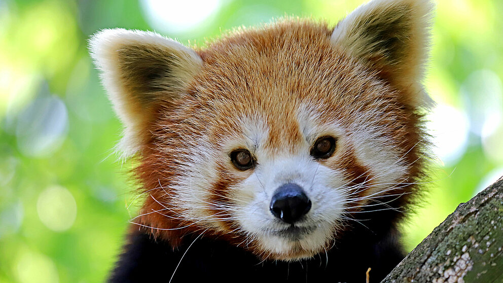 Red panda