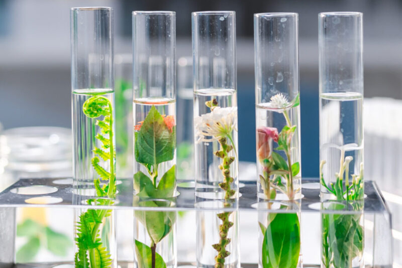 BIOSAFIRE medicine experiment chemical biology study in a science laboratory research, green plant
